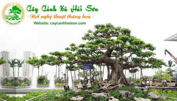 Mẫu thiết kế web cây cảnh bonsai Mẫu thiết kế web cây cảnh bonsai