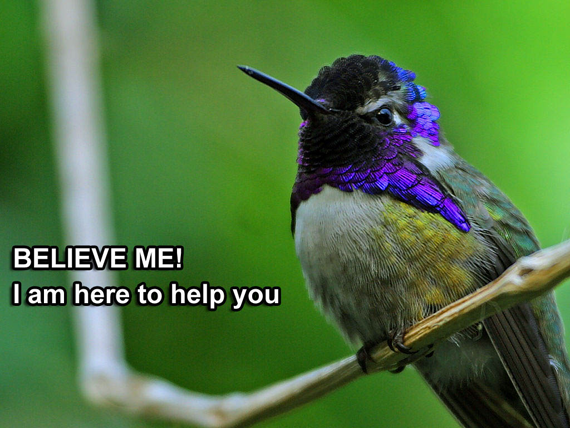 thuật toán chim ruồi, humming bird thuật toán chim ruồi (humming bird)