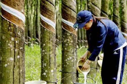 Thiết kế website Lâm nghiệp